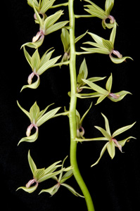 Mormodes elegans 'Sunset Valley Orchids II' AM 80